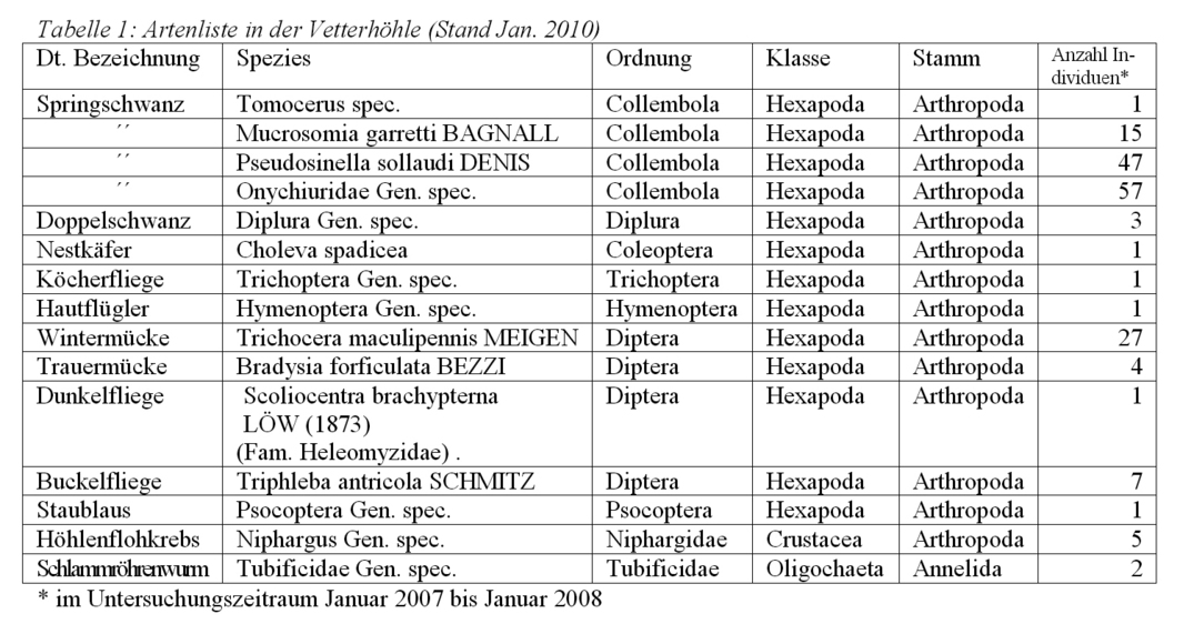 Die Kleintierwelt der Vetterhöhle (aus dem Karstreport 2010)